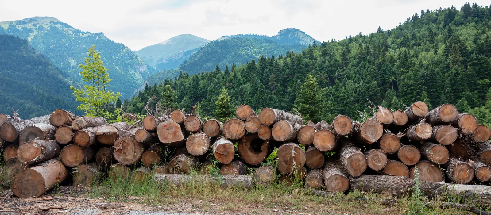 Rundholzpolter vor bewaldeten Berghängen