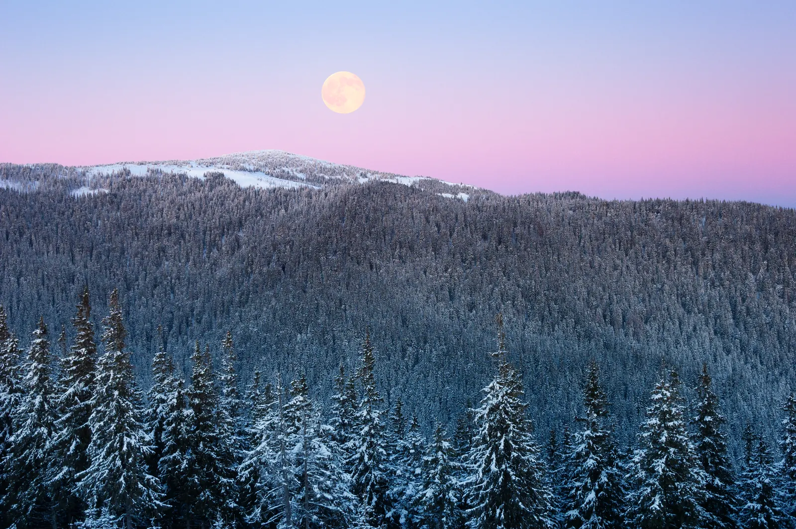 Verschneiter Bergwald unter Vollmond