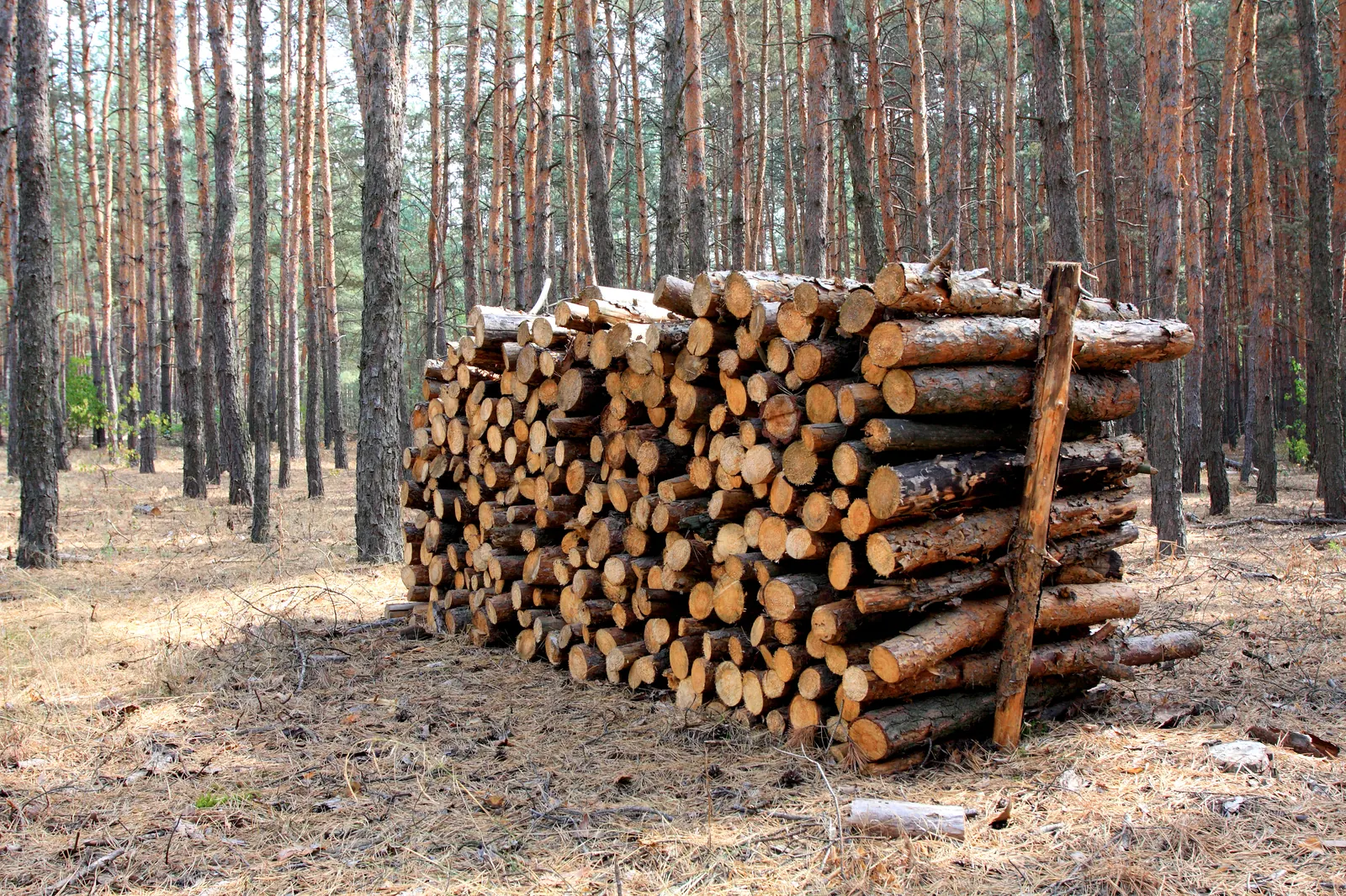 Gestapeltes Holz im Wald